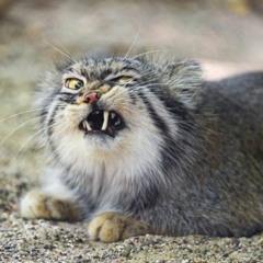 Adopt A Cat