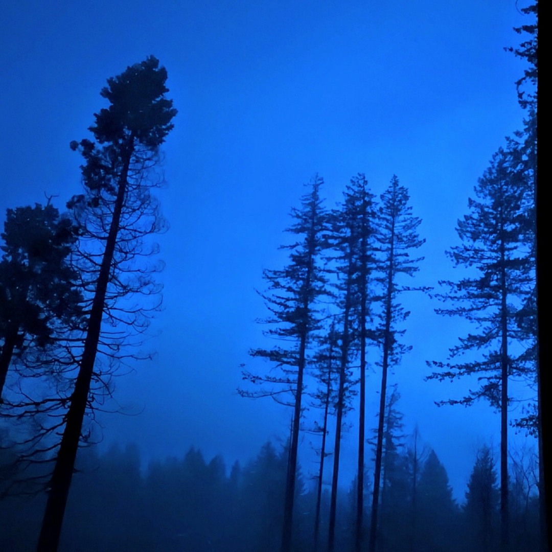 Whisperings of Wonder