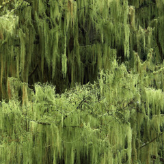 REDUCTION X Abacus Lad (DEMO)