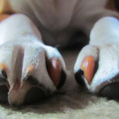 BEAGLE FEET