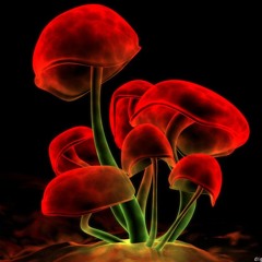 Fantastic Funghi Time