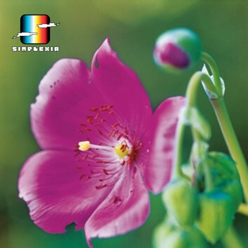 (New) Algorhytm Essential mix n.89  with Røpe