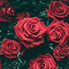 999 Đóa hồng - Hà Anh Tuấn (Sketch a rose Sydney)