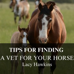 Tips For Finding A Vet For Your Horse