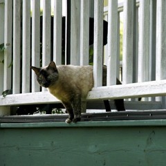 Porch Catt