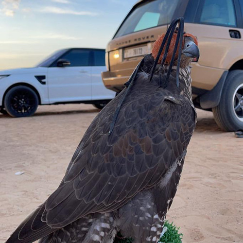 - ميحد حمد - طواري القنص -