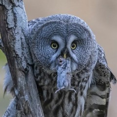 Near infrasound in Great Grey Owls