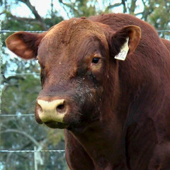 Álvaro Fernández - El Rebenque