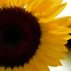 06-Capital STEEZ ft. Junior Bell - M.I.A. (Mission Impossible Accomplished)