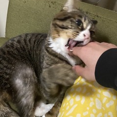 ignore