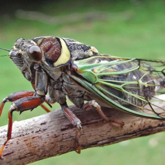 Sparta Cicada Base