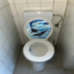 Dolphin Toilet Music