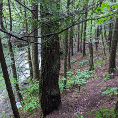 01 - Woods, Waking Amongst