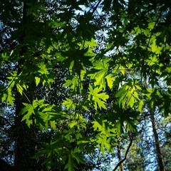 "A Humid Summer Day, Near Ottawa" by Flam! (Paul Myers)