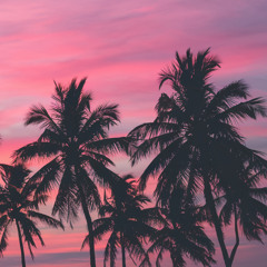 Palm trees