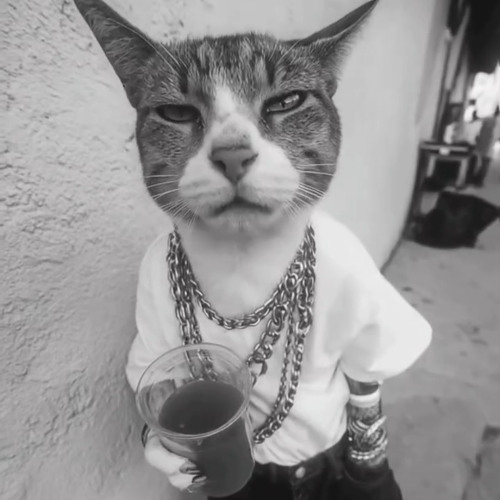 Scratch´s-Cat