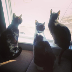 raised by cats 2 (enaze)