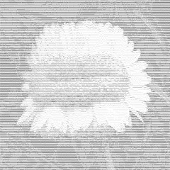 [3]:_Codaflume
