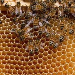 Dj Subumano - Impennare col vespone (Galen Tipton Wasp Nest repack)