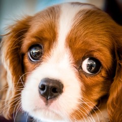 ScruffPuppie - Subway Station *Stupidppl Re Edit*