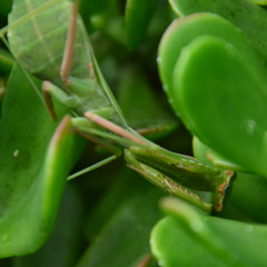 mantis