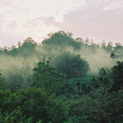 Piano in Sinharaja Rain Forest Sri Lanka 2023