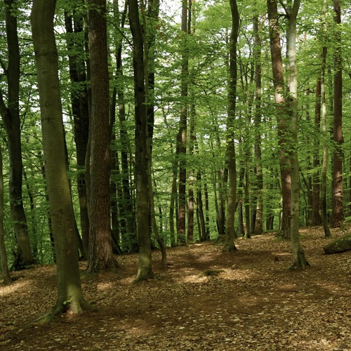 20230507 045700 DE Pfälzerwald Eusserthal Dawn Chorus AB