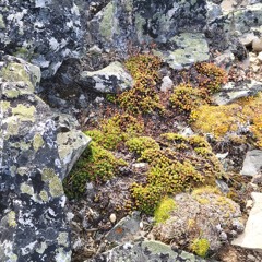 angel science @ Basscoast Music Festival 2024