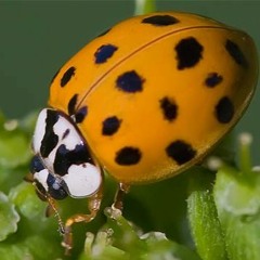 The Orange Ladybird