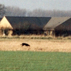 fen