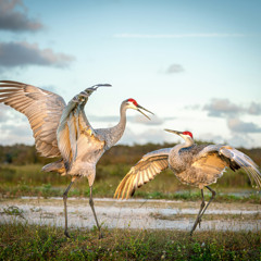 Curious Cranes