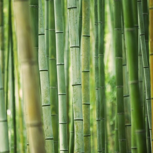 Bamboo After Rain.