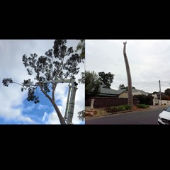 2024.04.11 Tree Removal. First Day. Autumn.