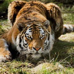 6 Wild Cat Growls SFX