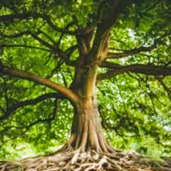 RAICES