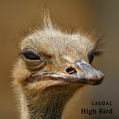 High Bird