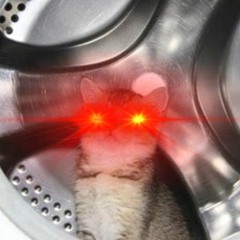 Prelude For A Cat Stuck In A Washing Machine