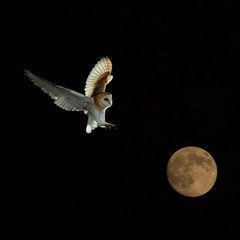 A Barn Owl in the Hain - live in Norway Aug 2022