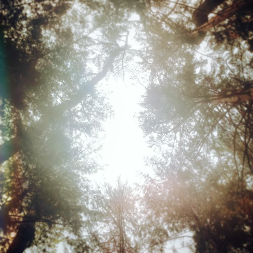 A Mind In The Branches