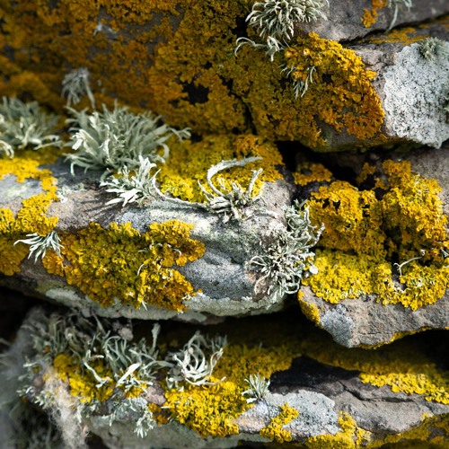 BIRDSea Storm Petrel Individual Calling From Rocks On Mousa Broch PS NONE SonyD100