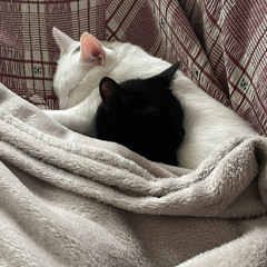 Me quedo contigo - Cover