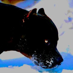 Dog Food