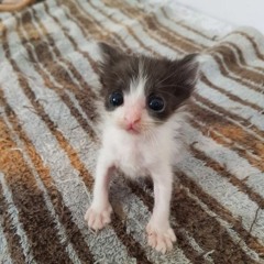 фристуле vol. 2