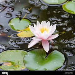 лотос loTus prod gunja