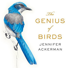 FREE EPUB 📌 The Genius of Birds by  Jennifer Ackerman,Margaret Strom,a Division of R