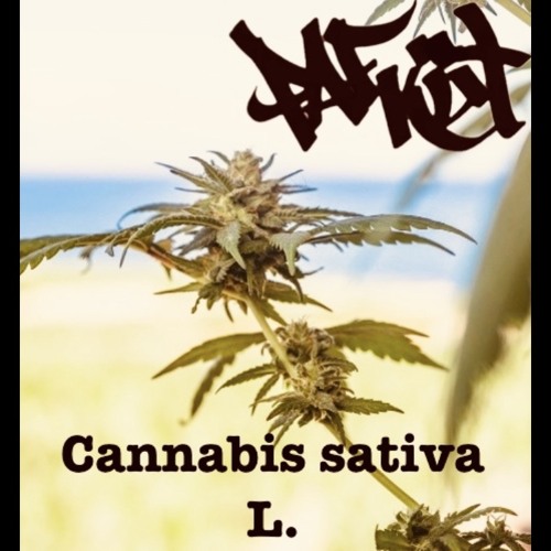 Cannabis sativa L. / LDSR 420 Edition 2025