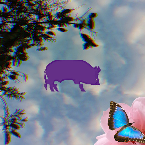 STBB#965 "FLYINPORK"
