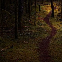 Forest at Night Part 2       2024 - 11 - 28