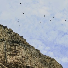 Nestlings Learning To Fly