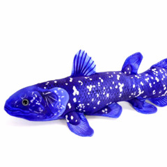 Song that plays when you encounter a coelacanth